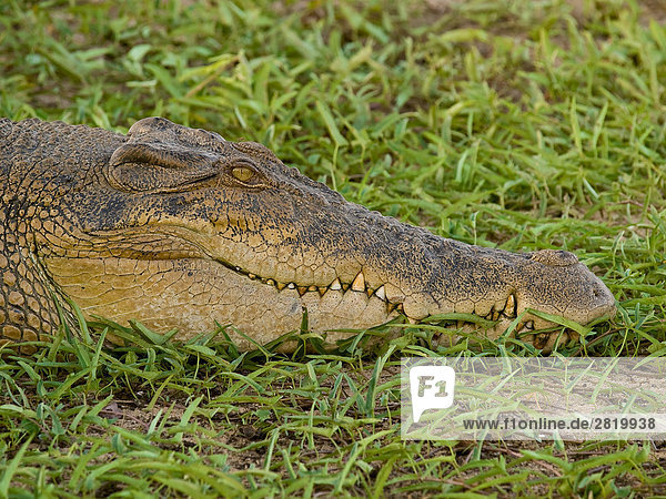 Kopf eines Leistenkrokodils (Crocodylus porosus)  Australien