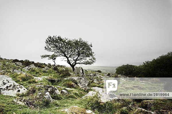 Baum in Wiese  Dartmoor  Devon  England