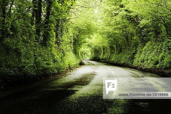 Straße durch Wald  Dartmoor  Devon  England