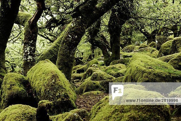 Moss fallen Felsen und Bäume im Wald  Dartmoor  Devon  England