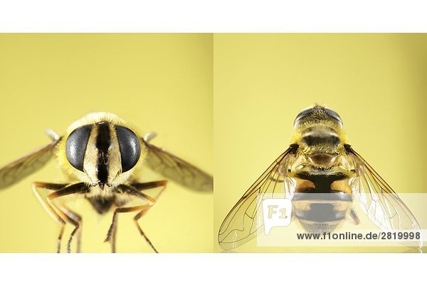 Detaillierte vorne und Draufsicht einer Wespe