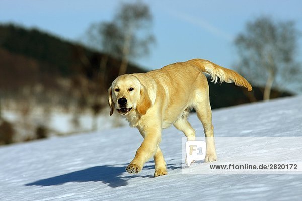Golden Retriever walking over snow  full shot