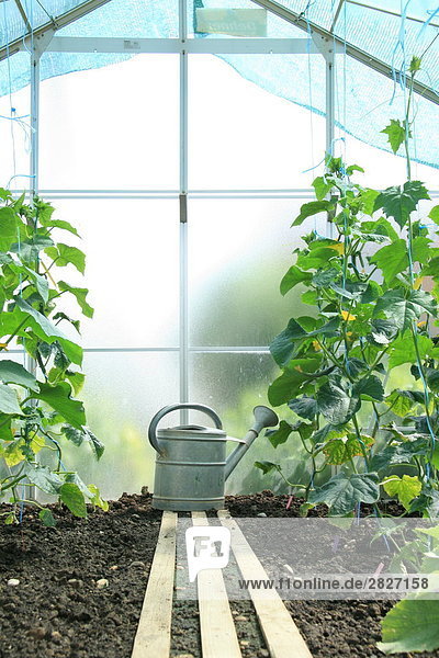 Watering can in greenhouse
