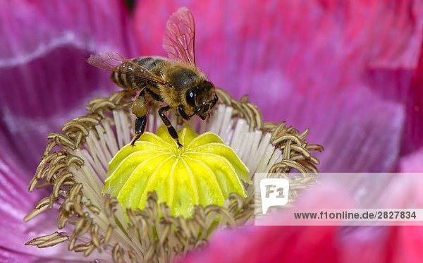 Biene sitzt auf einer Blume  close-up