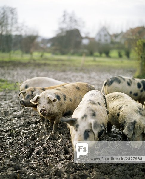 Herde von Schweinen im Schlamm