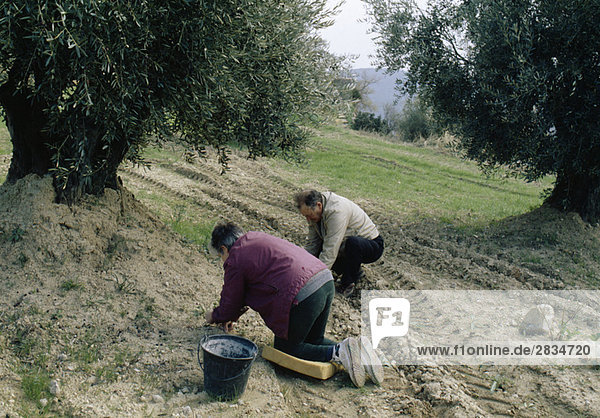 Picking olives