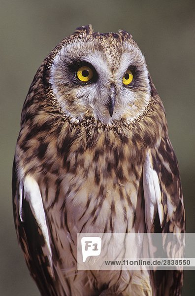 Kurze eared Owl (Aseo Flammeus) Coaldale Raubvogel Center  Alberta  Kanada.