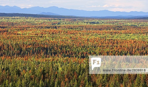 Wohnhaus töten Kiefer Pinus sylvestris Kiefern Föhren Pinie Zimmer 100 British Columbia Kanada