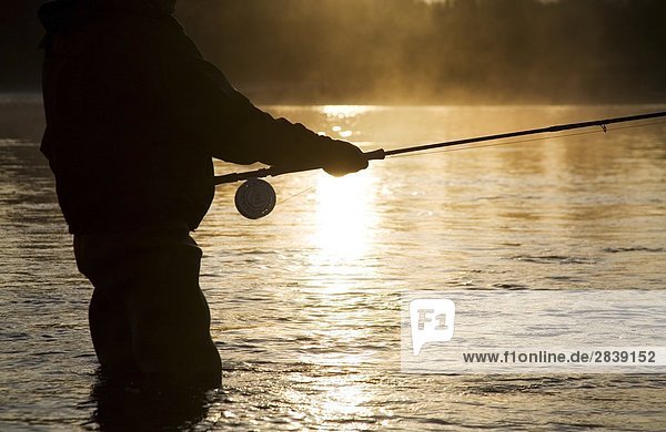 Flyfisherman at sunsrise  Bulkley river  Smithers  British Columbia  Canada.