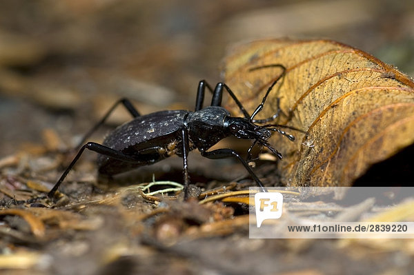 Käfer in Schmutz  Kanada.