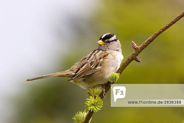 White gekrönt Sparrow  Kanada.