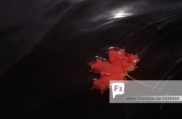 Herbst Red Maple Leaf auf Wasser  Kanada.