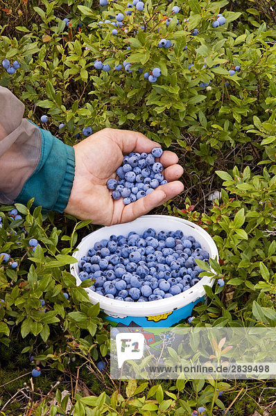 Blueberry Picking-hinzufügen frisch wilde Heidelbeeren  Eimer  lebhaft  Ontario  Kanada.