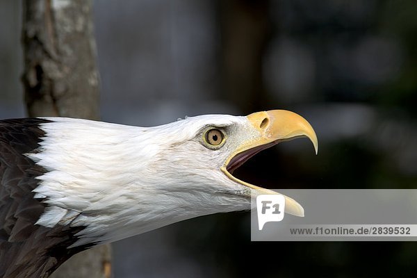 Bald Eagle (Haliaeetus Leucocephalus)  Kanada.