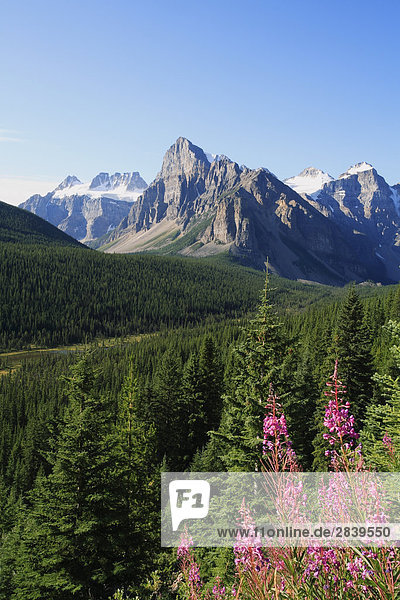 Schmalblättriges Weidenröschen und Mt Babel in das Ten Peaks Tal in der Nähe von Moraine Lake im Banff-Nationalpark in der kanadischen Rocky Mountains  Alberta  Kanada.