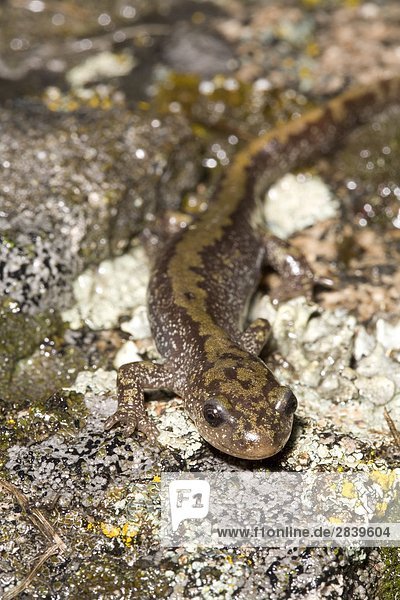 Long-toed Salamander  Okanagan  British Columbia  Kanada.