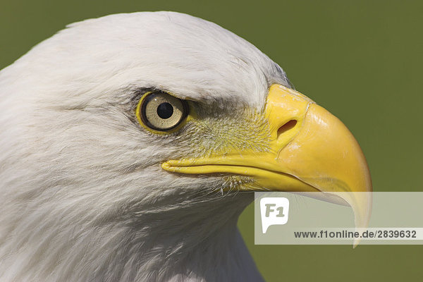 Weißkopfseeadler Kopf Detail  Britisch-Kolumbien  Kanada.