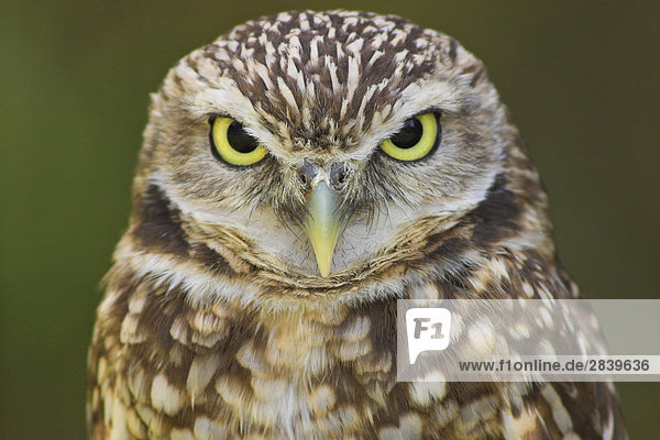 Wühlen Owl Kopf Detail  Britisch-Kolumbien  Kanada.