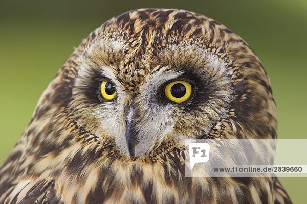 Kurzohr Owl Kopf Detail  Britisch-Kolumbien  Kanada.