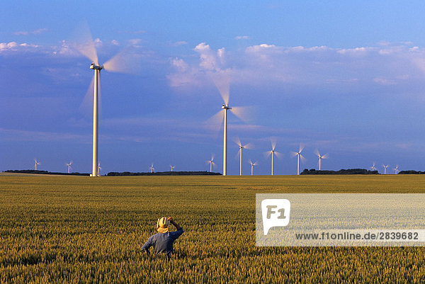 A farmer looks out over his maturing spring wheat field with wind turbines in the background  near St. Leon  Manitoba  Canada.