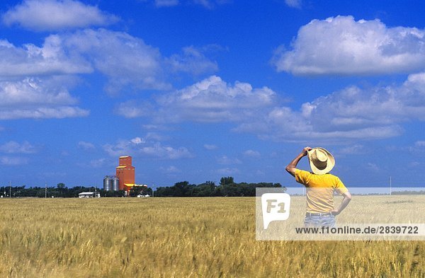 Man in wind blown maturing winter wheat field  with grain storage structure in the background  near Carey  Manitoba  Canada.