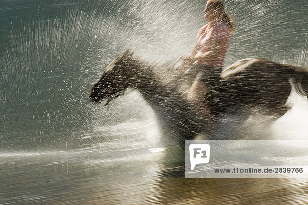 Frau reiten Pferde mit keine Sattel auf der Küstenlinie des Tatlayoko Lake  British Columbia  Kanada.