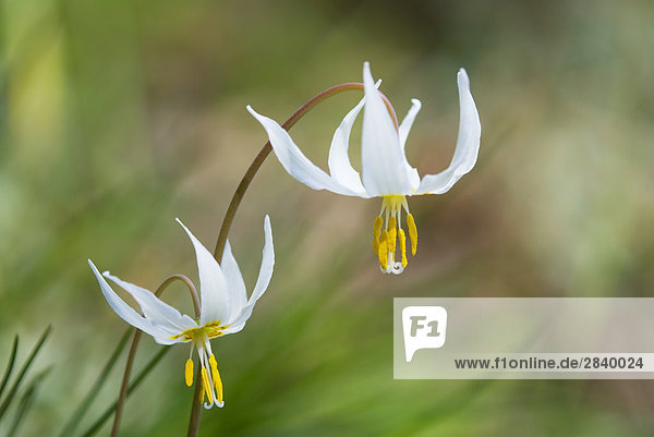 White Fawn Lily (Erythonium Oregonum)  Kanada.