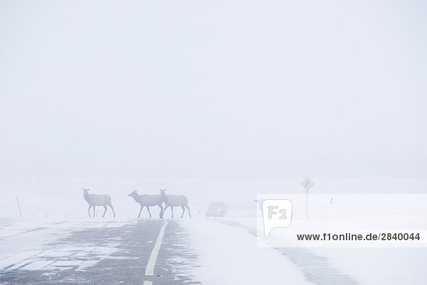 Elk (Cervus Elaphus) Herde in früh morgens Nebel Kreuzung Highway 5. Eine der Gefahren Treiber Gesicht durch einen Nationalpark übergeben. Waterton-Lakes-Nationalpark  Südwest Alberta  Kanada.