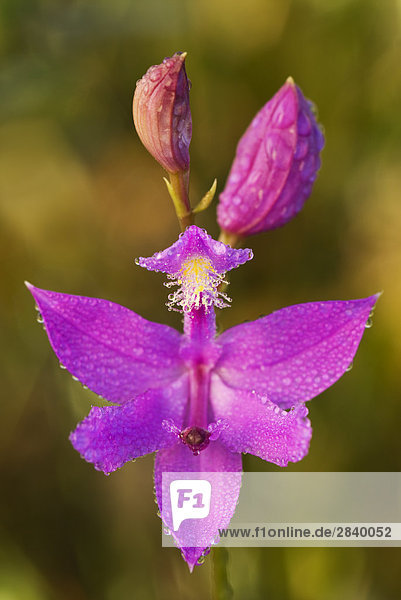 Gras Rosa (Calopogon Tuberosus) ist eine native Orchidee häufig in Venn und Torfmooren gefunden. Rainbow Land in der Nähe von Parry Sound  Ontario  Kanada.