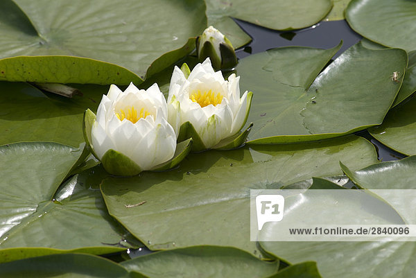 Water Lillies (Nymphaeaceae) in a pond near False Creek  Vancouver  British Columbia  Canada.