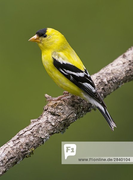Goldzeisig (Carduelis Tristis)  Kanada.