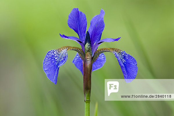 Japanisch Iris (Iris Japonica)  Kanada.