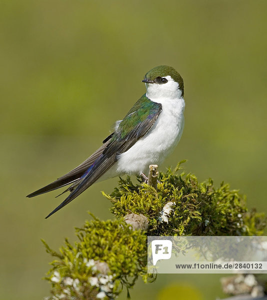 Violet-Green Swallow (Tachycineta thalassina)  Canada.