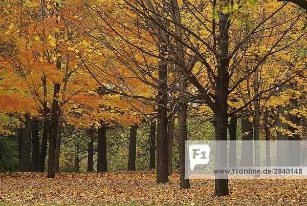Herbst Jahreszeit  High Park  Toronto Ontario Kanada.