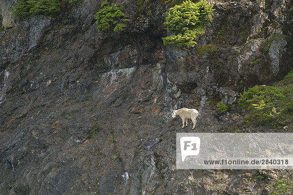 A Mountain Goat on the steep slopes in the Cascade Mountains  British Columbia  Canada.
