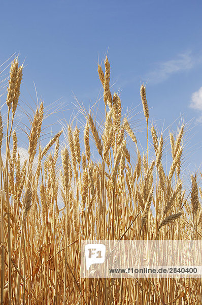 Wheat against a blue sky background  Alberta  Canada.