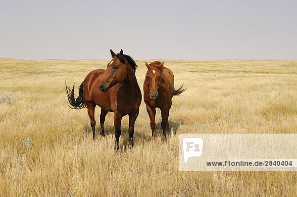 Two horses on the grassland of the open Prairies - Southern Saskatchewan  Canada.