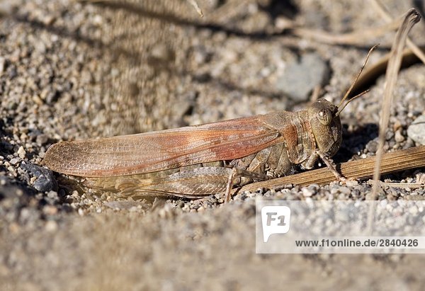 Grasshopper  British Columbia  Kanada.