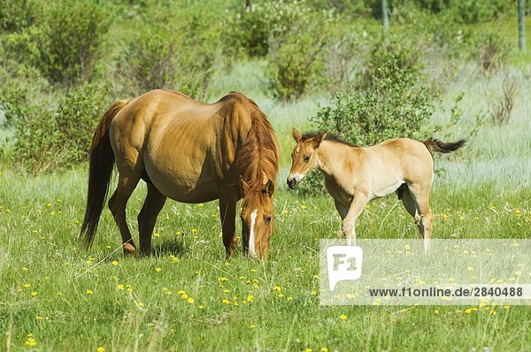 Quartal Pferde (Equus Caballus) Weibchen mit ihrer männlichen Fohlen in Weide. Ranch  Südwest Alberta  Kanada.