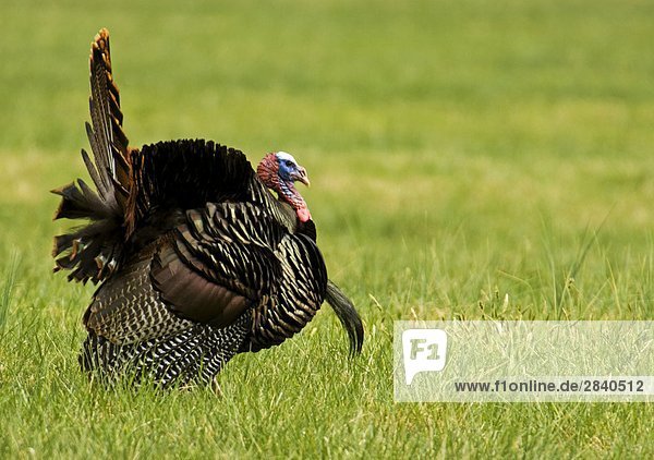 Truthuhn (Meleagris Gallopavo)  'Tom' anzeigen in Wiese  Great Smoky Mountains National Park  Tennessee  USA.