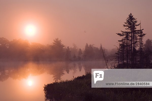 Sunrise bei Highland Teich mit Kraniche fliegen über Torrance Brachland  dunklen Himmel Reserve in der Region Muskoka in Torrance  Ontario  Kanada.