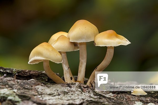 Schwefelköpfe-Arten des Pilzes  Vancouver Island  British Columbia  Kanada.