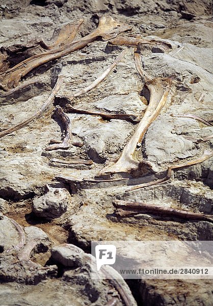 Archäologische Grabung Anblick einer versteinerten Dinosaurier  Dinosaur Provincial Park  Alberta  Kanada.