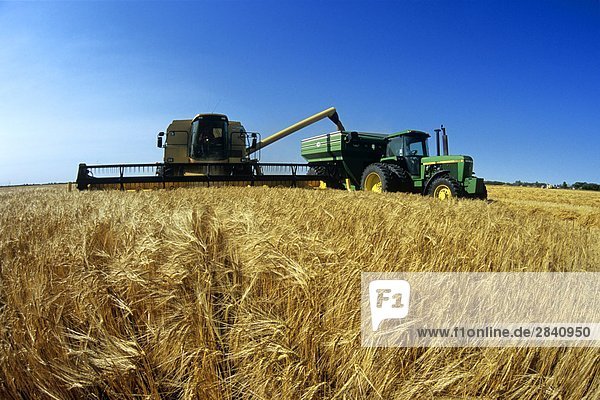barley harvest near St. Adolphe  Manitoba  Canada.