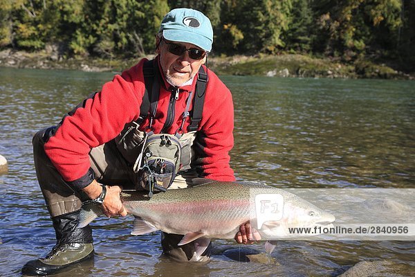 Angler with steelhead prior to release  Bulkley river  British Columbia  Canada.