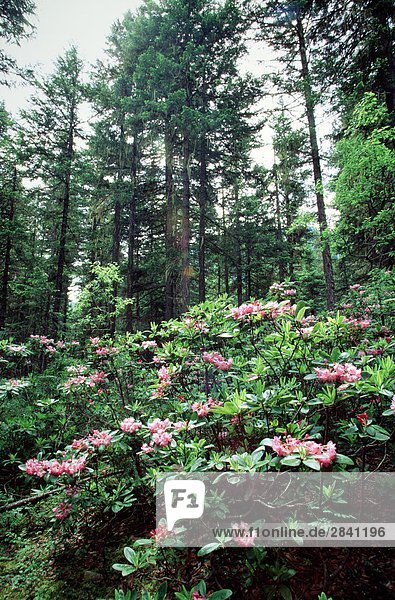 Rhododendren wild in den Wald  Rhododendron Park  Vancouver Island und British Columbia  Kanada.