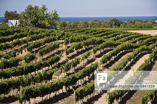 Weinberge im Osten Dell Estates Winery auf Simsbury Bank  in der Nähe von Simsbury  Ontario  Kanada