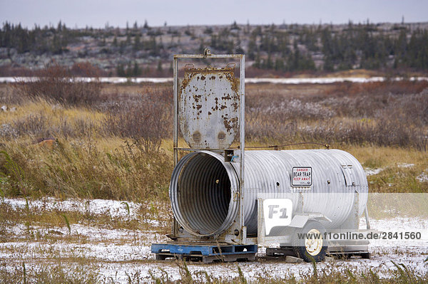 Bear Trap am alten Dump-Standort in Churchill  Manitoba  Kanada.