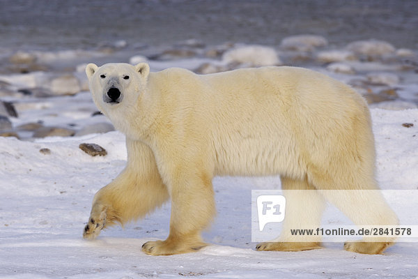 Eisbär Ursus Maritimus  am Rande eisigen der Hudson Bay  Churchill  Manitoba  Kanada.