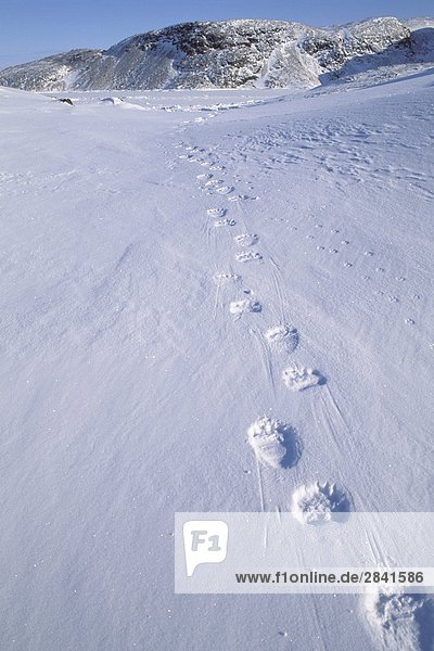 Polar Bear Spuren im Schnee  Ellesmere Island  Nunavut  Kanada.